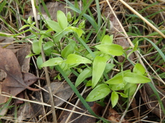 Asparagus asparagoides