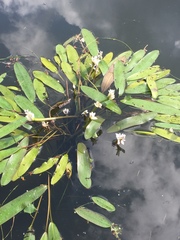 Aponogeton distachyos