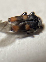 Anthocomus fasciatus