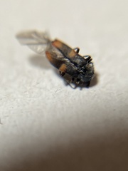 Anthocomus fasciatus