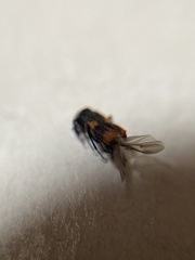 Anthocomus fasciatus