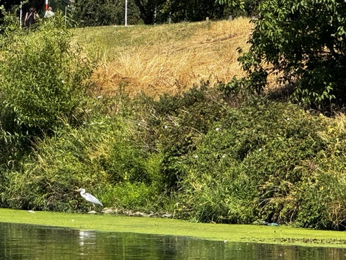 iNaturalist image