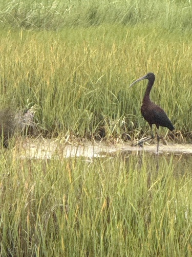 iNaturalist image