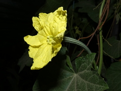Luffa acutangula