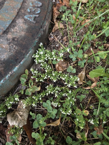 Наблюдение на iNaturalist