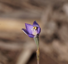 Thelymitra holmesii