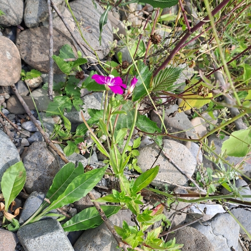 Great Willowherb