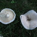 Lactarius subvellereus - Photo (c) Erlon Bailey, some rights reserved (CC BY-SA), uploaded by Erlon Bailey
