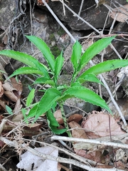 Amorphophallus dunnii