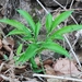 Amorphophallus dunnii - Photo (c) KO Ka Ho, algunos derechos reservados (CC BY-NC), subido por KO Ka Ho