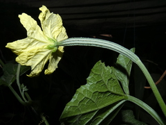 Luffa acutangula