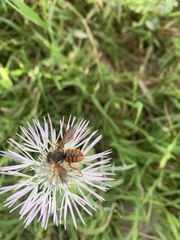 Rhodanthidium sticticum