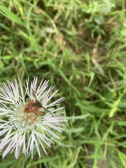 Rhodanthidium sticticum