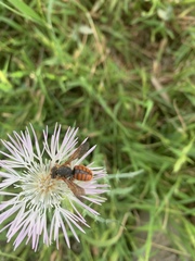 Rhodanthidium sticticum