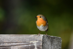 Erithacus rubecula