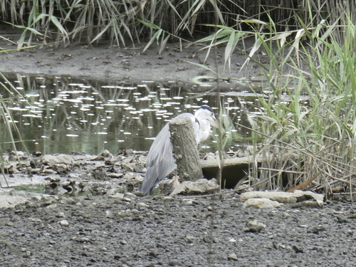 iNaturalist image