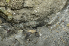 Insignia Prawngoby photo 4
