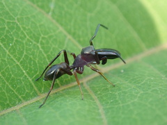 Myrmarachne japonica