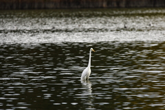 Ardea alba