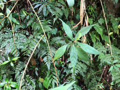 Callicarpa randaiensis