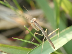 Tenodera sinensis