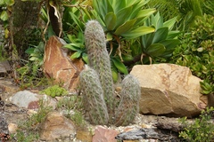 Oreocereus trollii