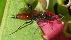 Ischnus inquisitorius