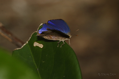 Arhopala madytus