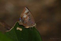 Arhopala madytus