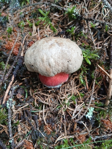 Bitter Beech Bolete