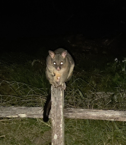 Common Brushtail Possum