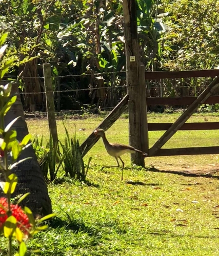 Red-legged Seriema