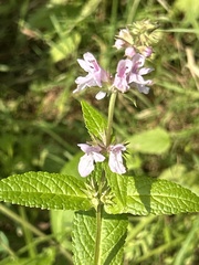 Stachys hispida