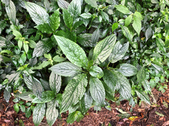 Paraphlomis javanica