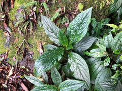 Paraphlomis javanica