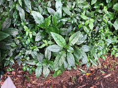 Paraphlomis javanica