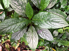 Paraphlomis javanica