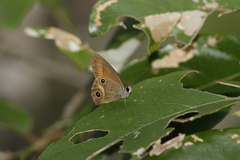 Hypocysta irius