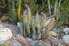 Cleistocactus