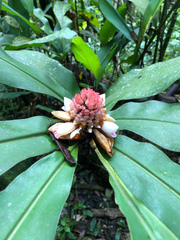 Alpinia sessiliflora
