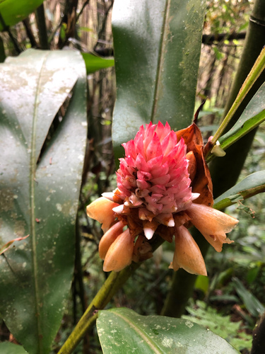 Alpinia sessiliflora, photograph 2