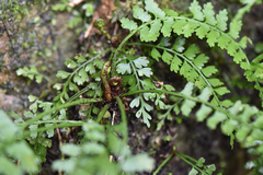 Asplenium gueinzianum