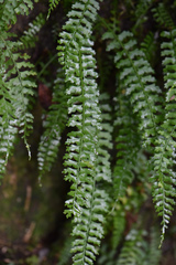 Asplenium gueinzianum