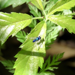 Condylostylus mundus