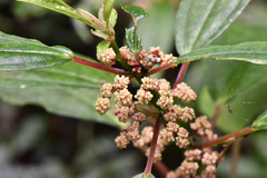 Pilea funkikensis