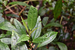 Pilea funkikensis