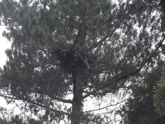 Accipiter tachiro tachiro