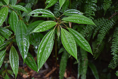 Pilea funkikensis