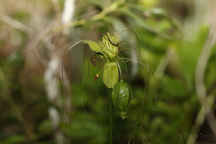 Tacca leontopetaloides