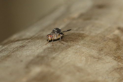 Euphranta linocierae, 2020-03-06